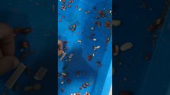 Unicomp Technology - Controllo Raggi X Alimenti - Test Arachidi